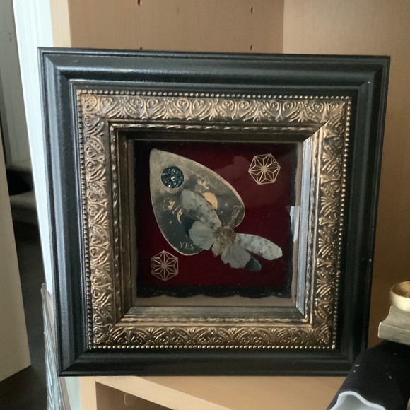 Real framed leaf hopper insect - Picture 2 of 2